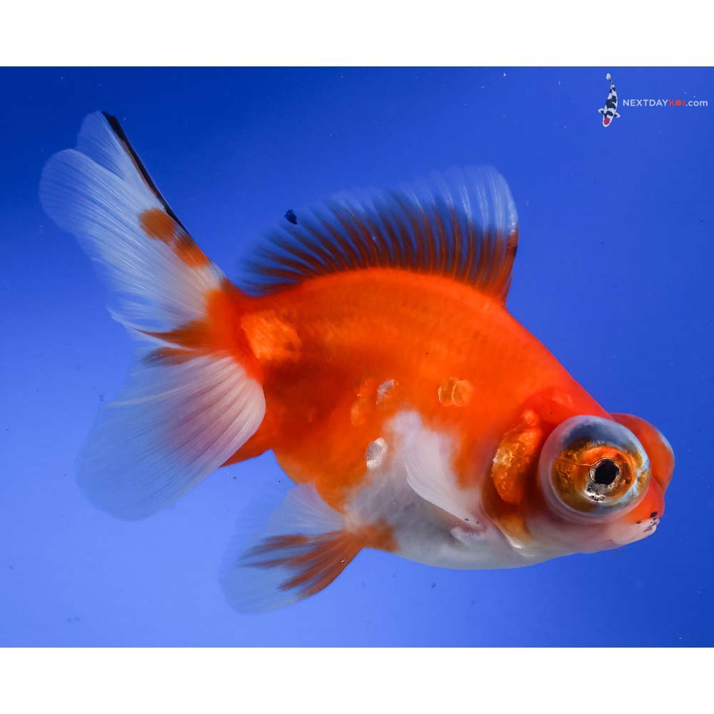 5” Imported Red and White Butterfly Tail