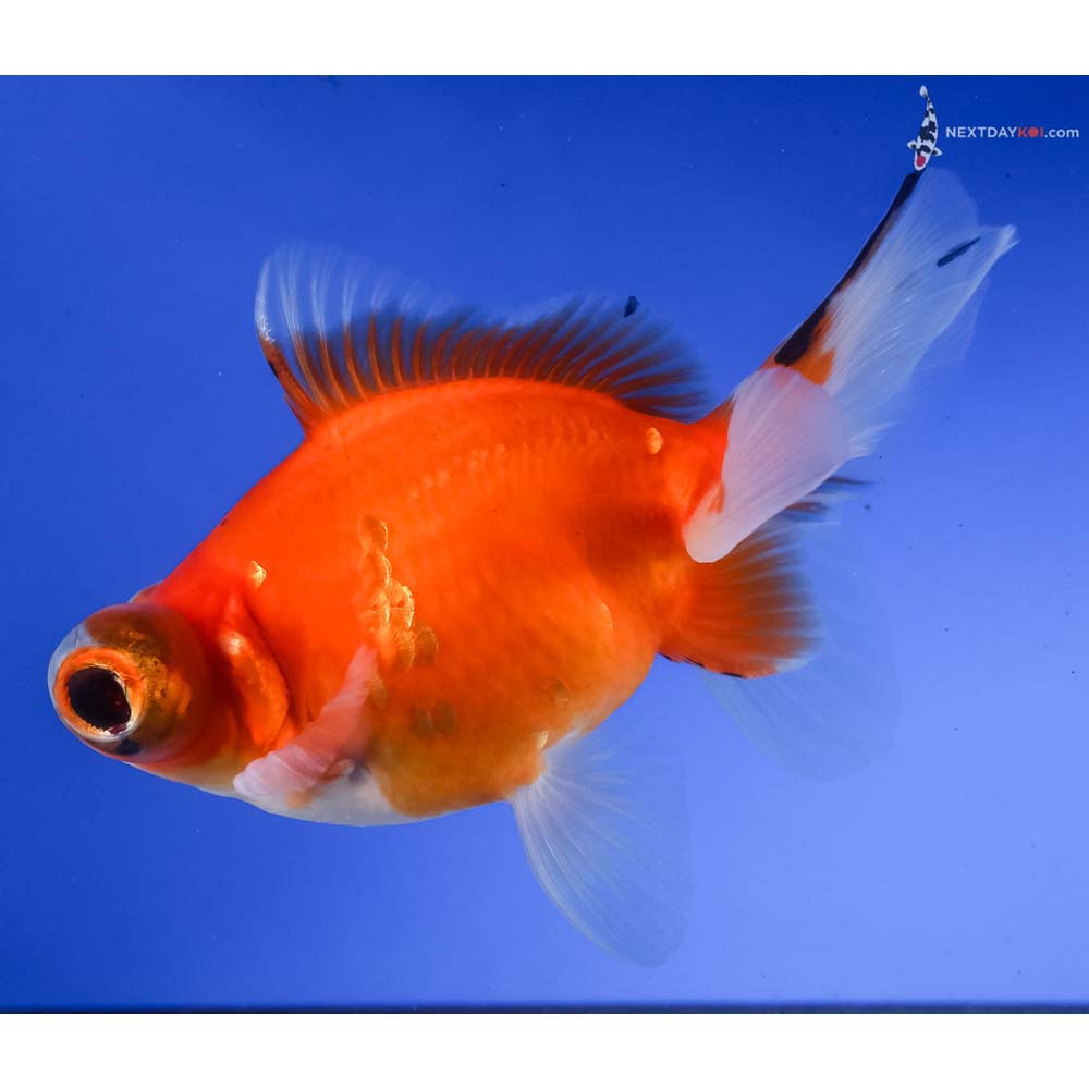 5” Imported Red and White Butterfly Tail