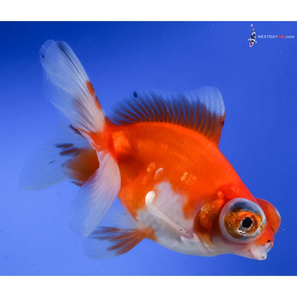 5” Imported Red and White Butterfly Tail