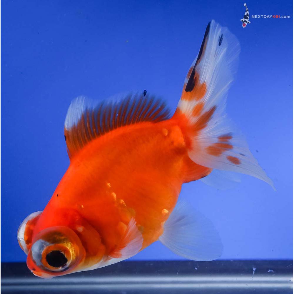 5” Imported Red and White Butterfly Tail