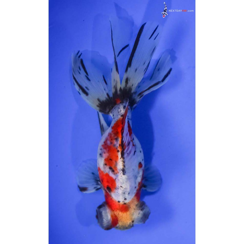 5” Imported Calico Butterfly Tail