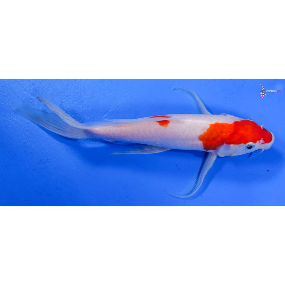 8” Imported Kohaku Butterfly Koi