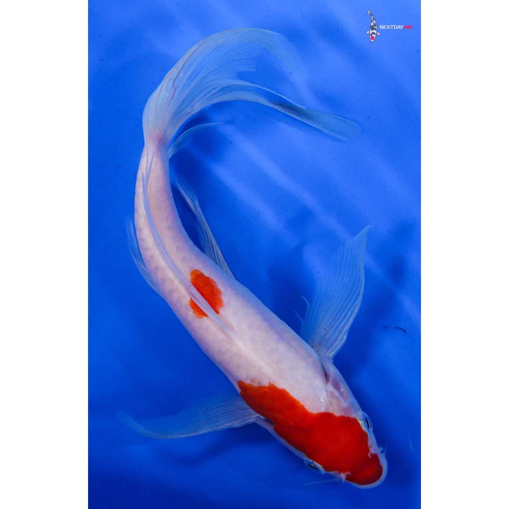 8” Imported Kohaku Butterfly Koi