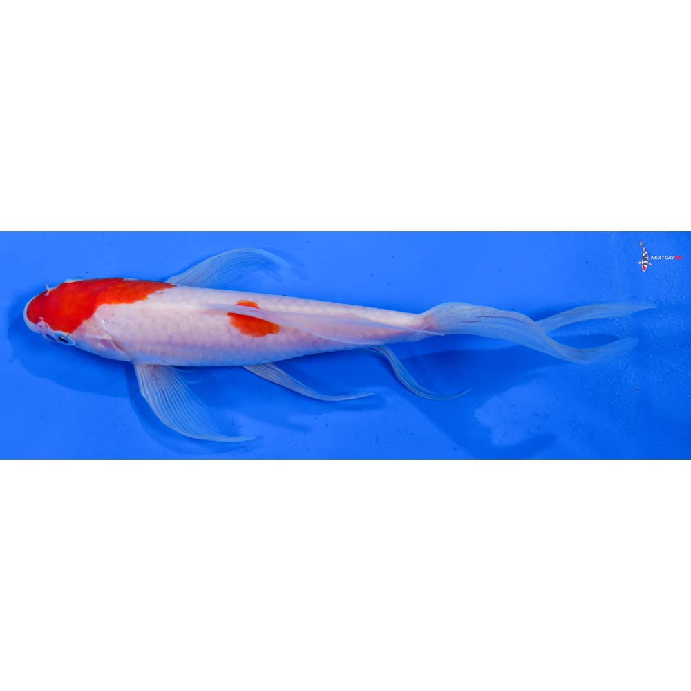 8” Imported Kohaku Butterfly Koi