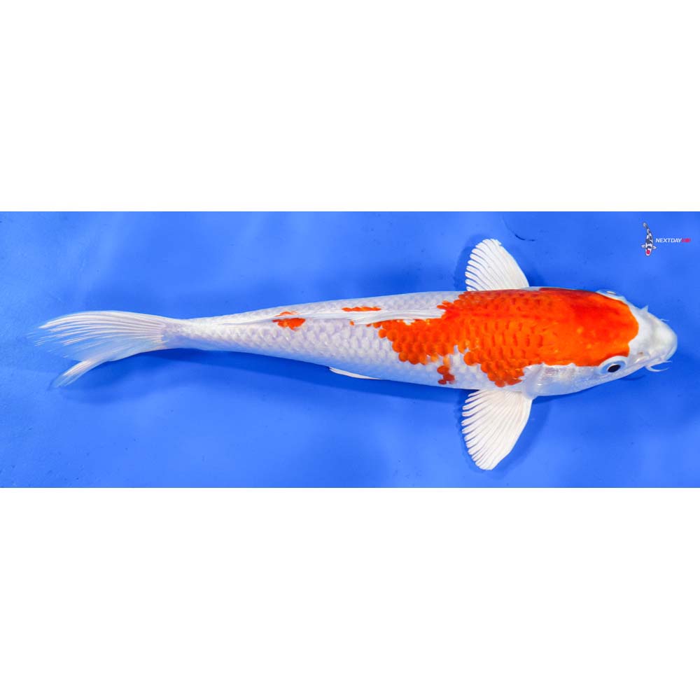 9” Imported Hariwake
