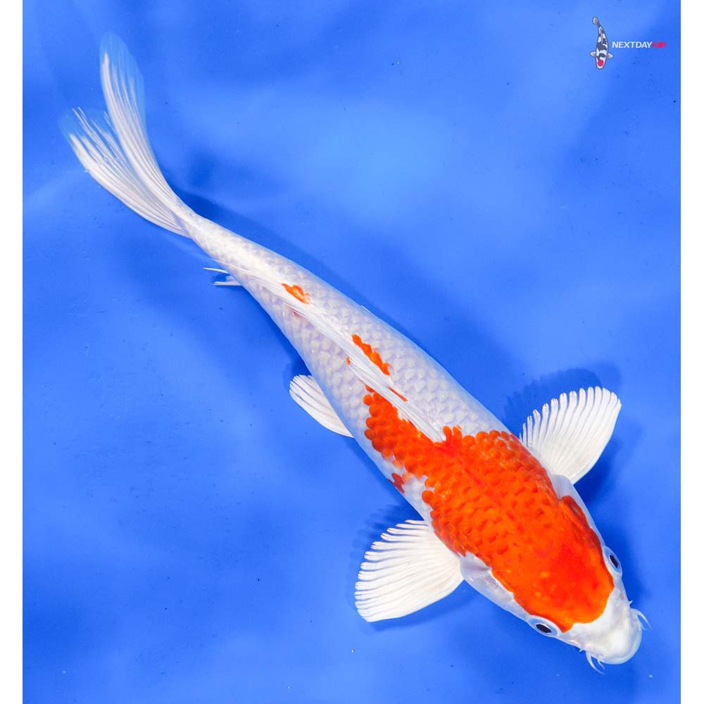 9” Imported Hariwake