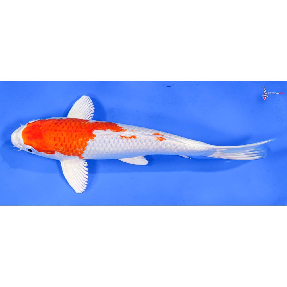 9” Imported Hariwake