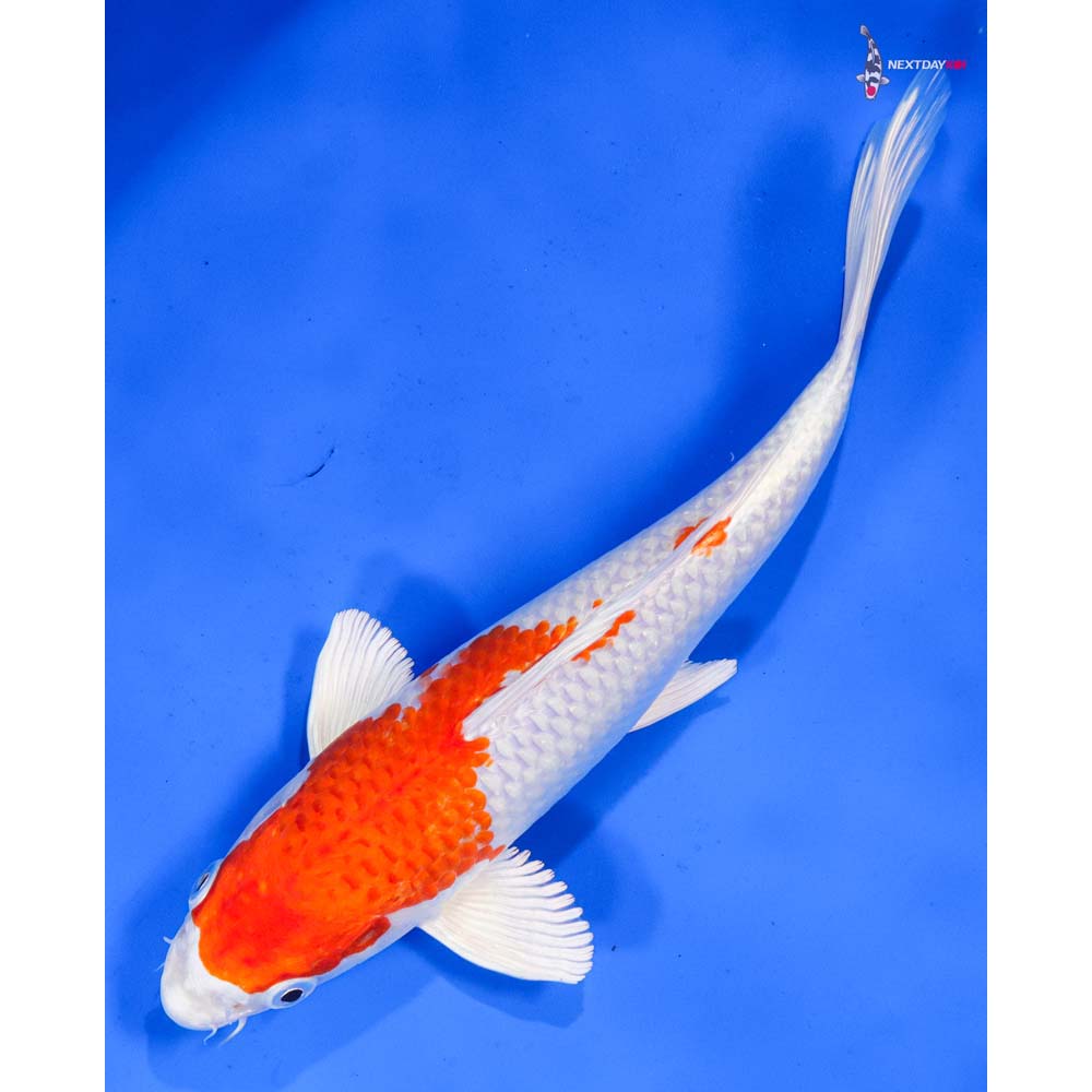 9” Imported Hariwake