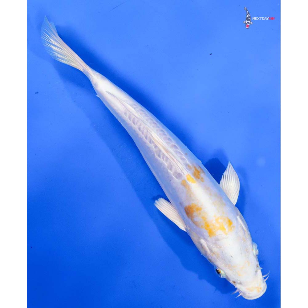 9.5” Imported Doitsu Lemon Hariwake