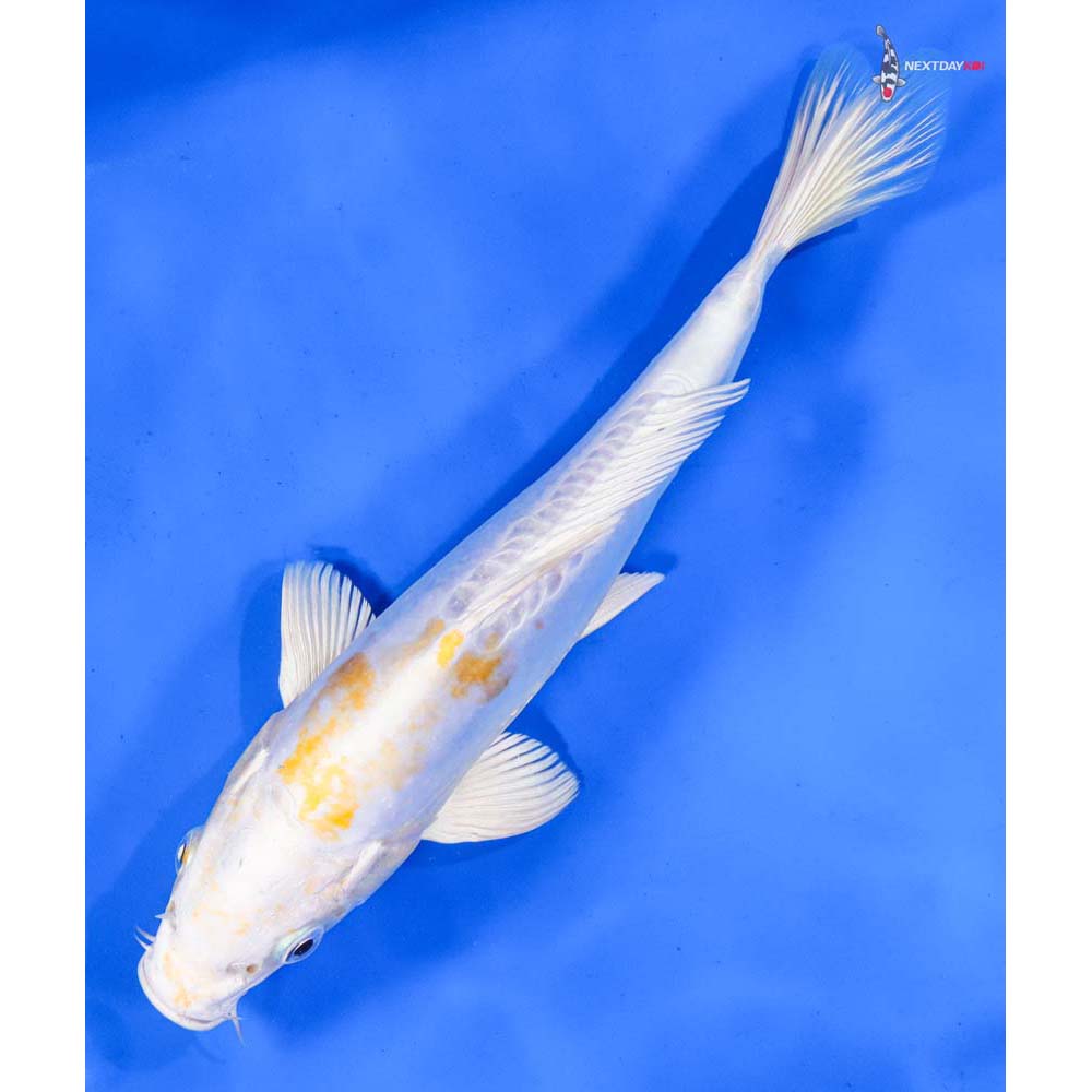 9.5” Imported Doitsu Lemon Hariwake