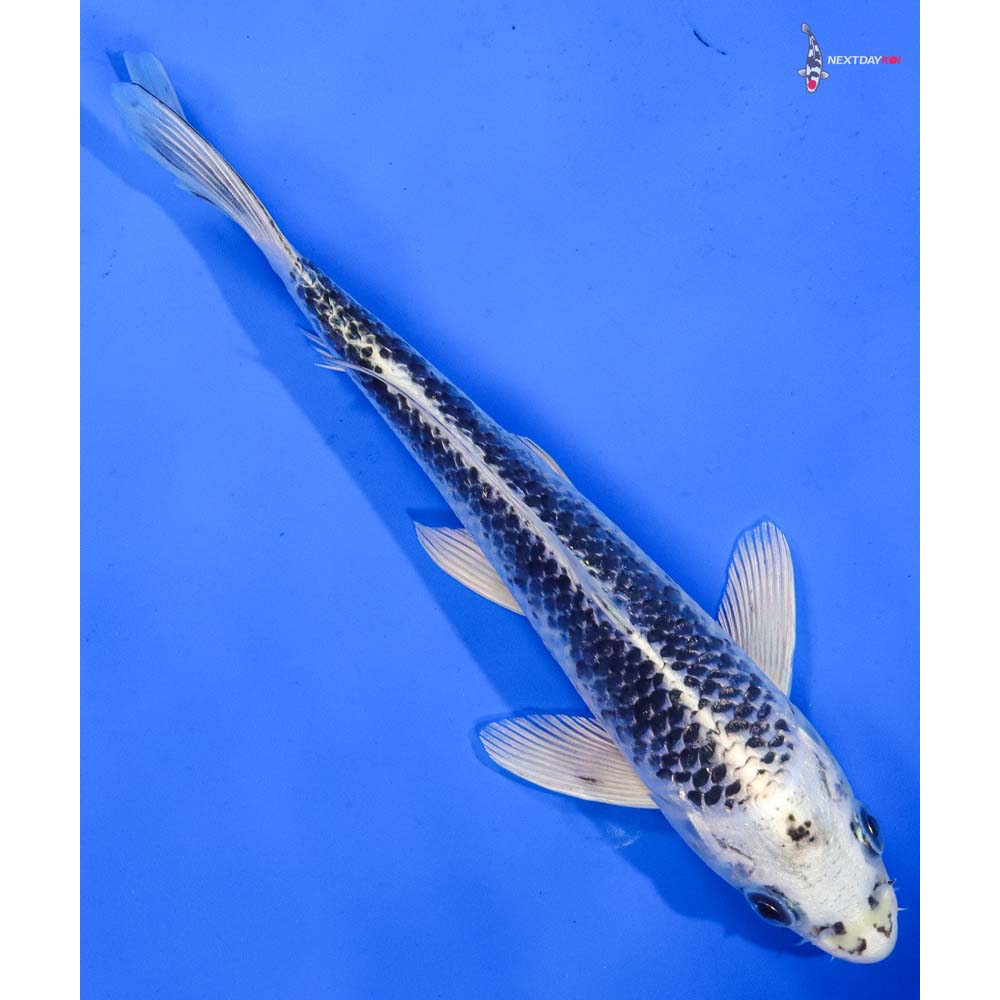 8.5” Imported Gin Matsuba