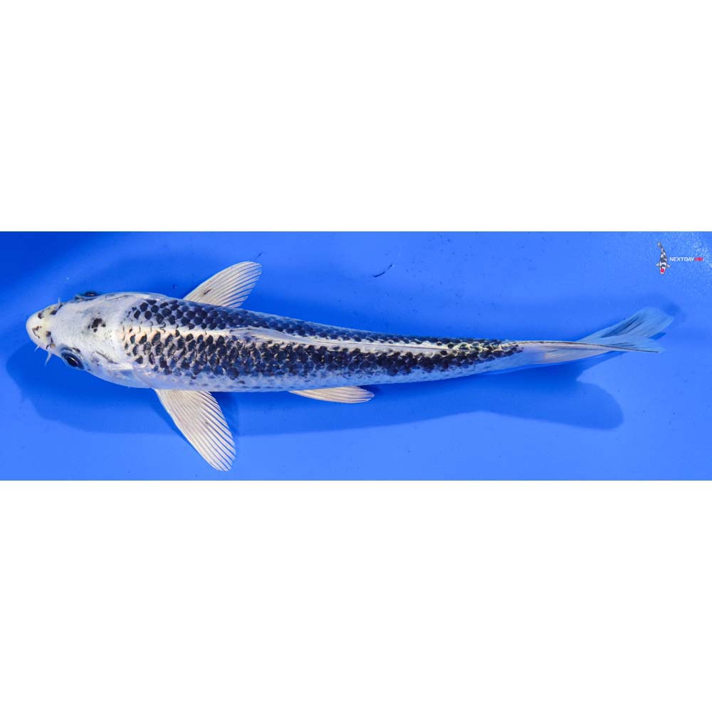 8.5” Imported Gin Matsuba