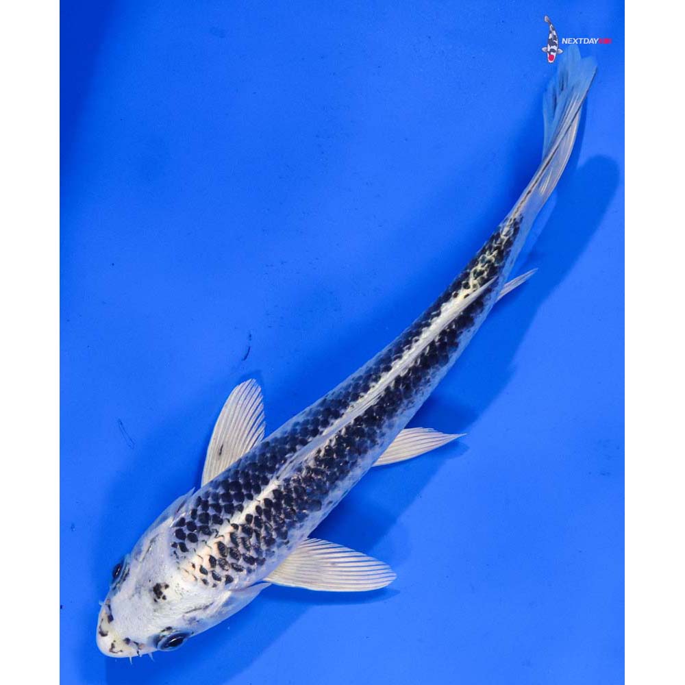 8.5” Imported Gin Matsuba