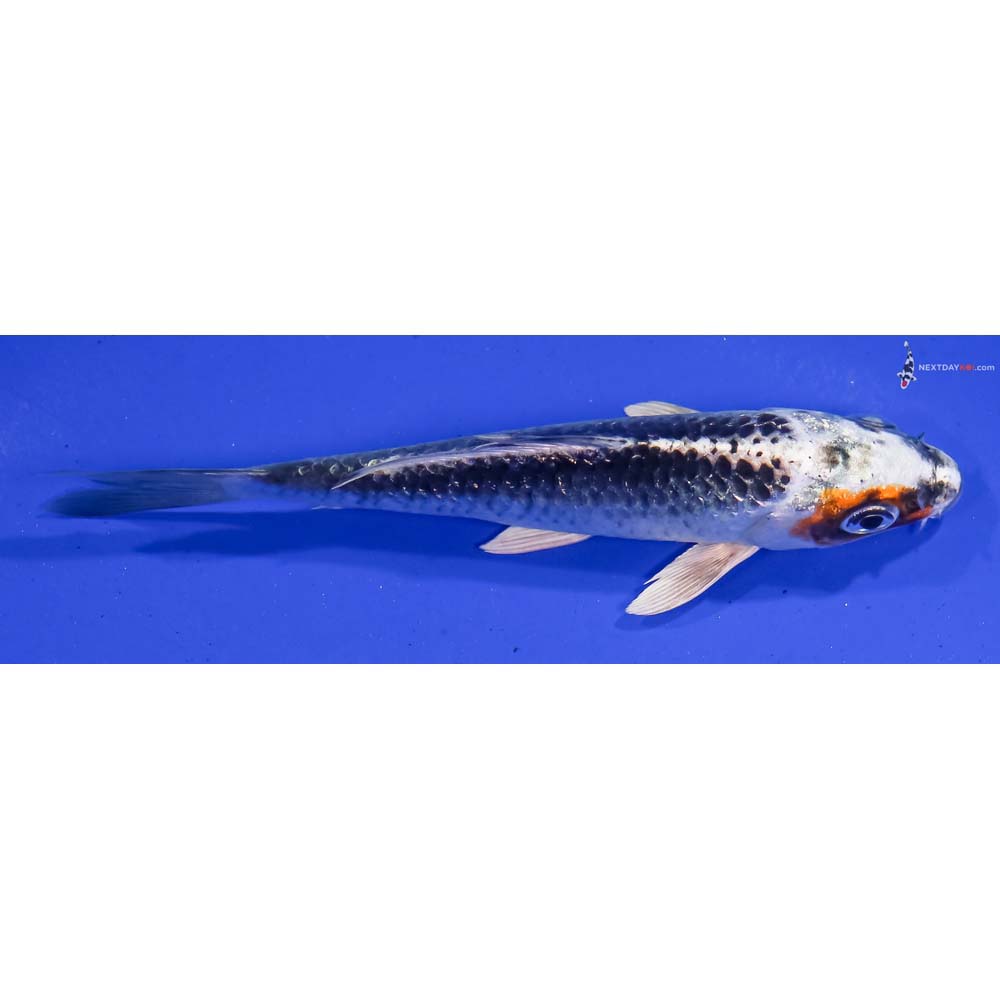 4.5” Imported Kujaku