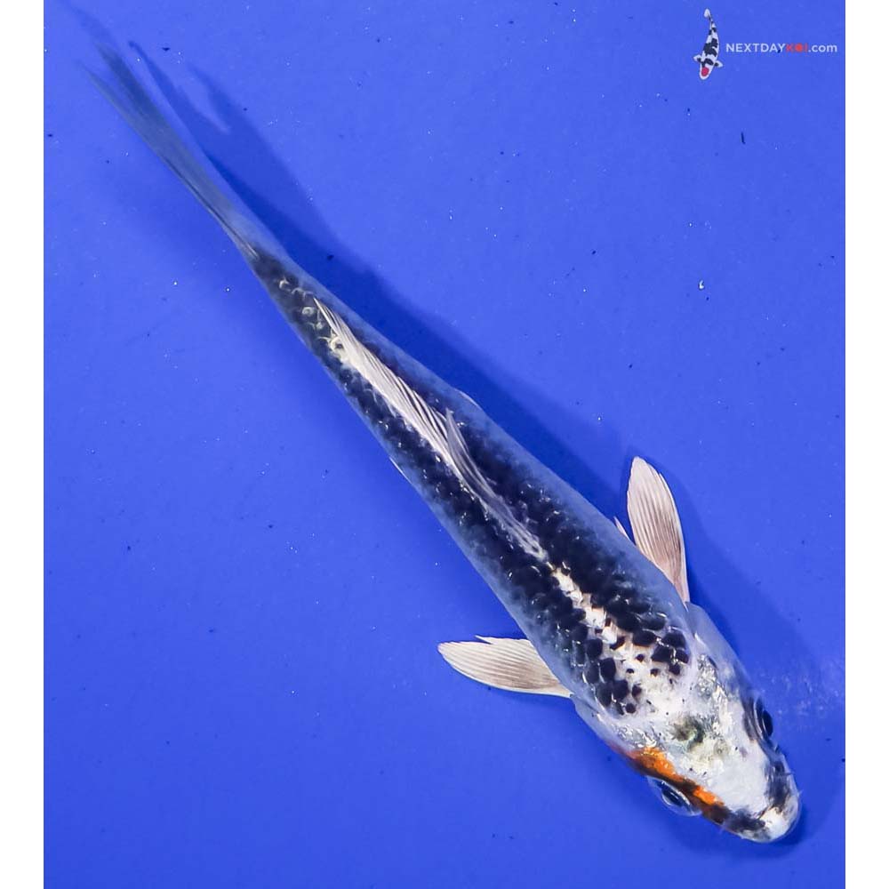 4.5” Imported Kujaku