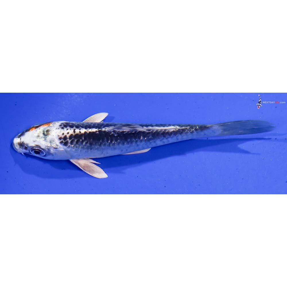 4.5” Imported Kujaku