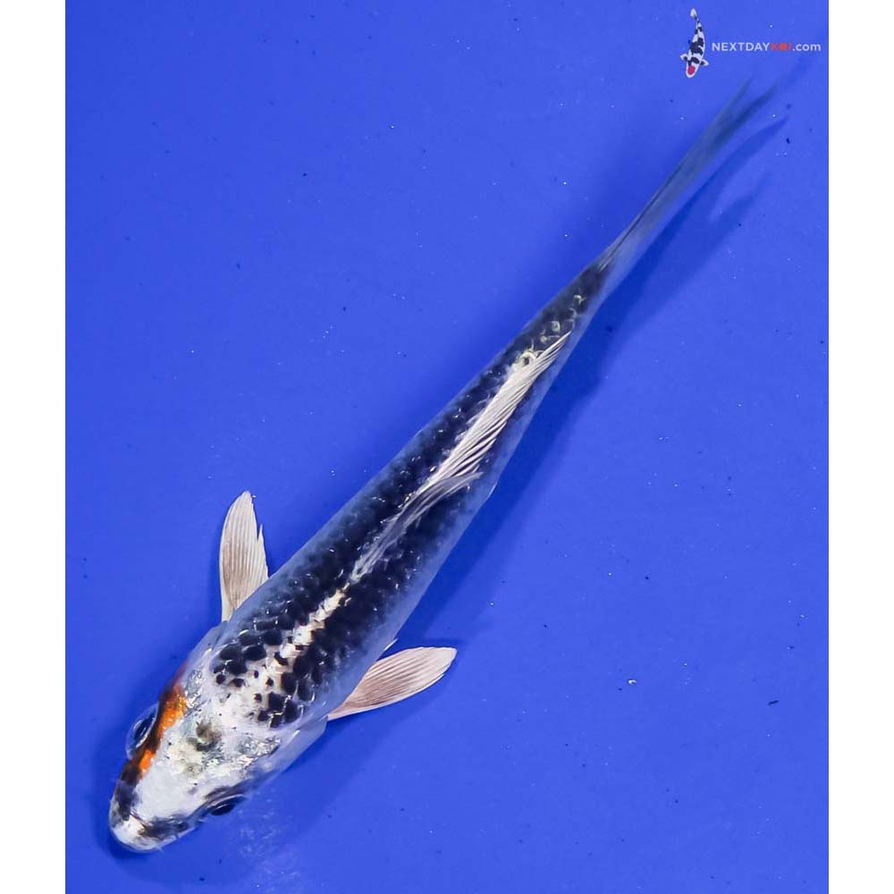 4.5” Imported Kujaku