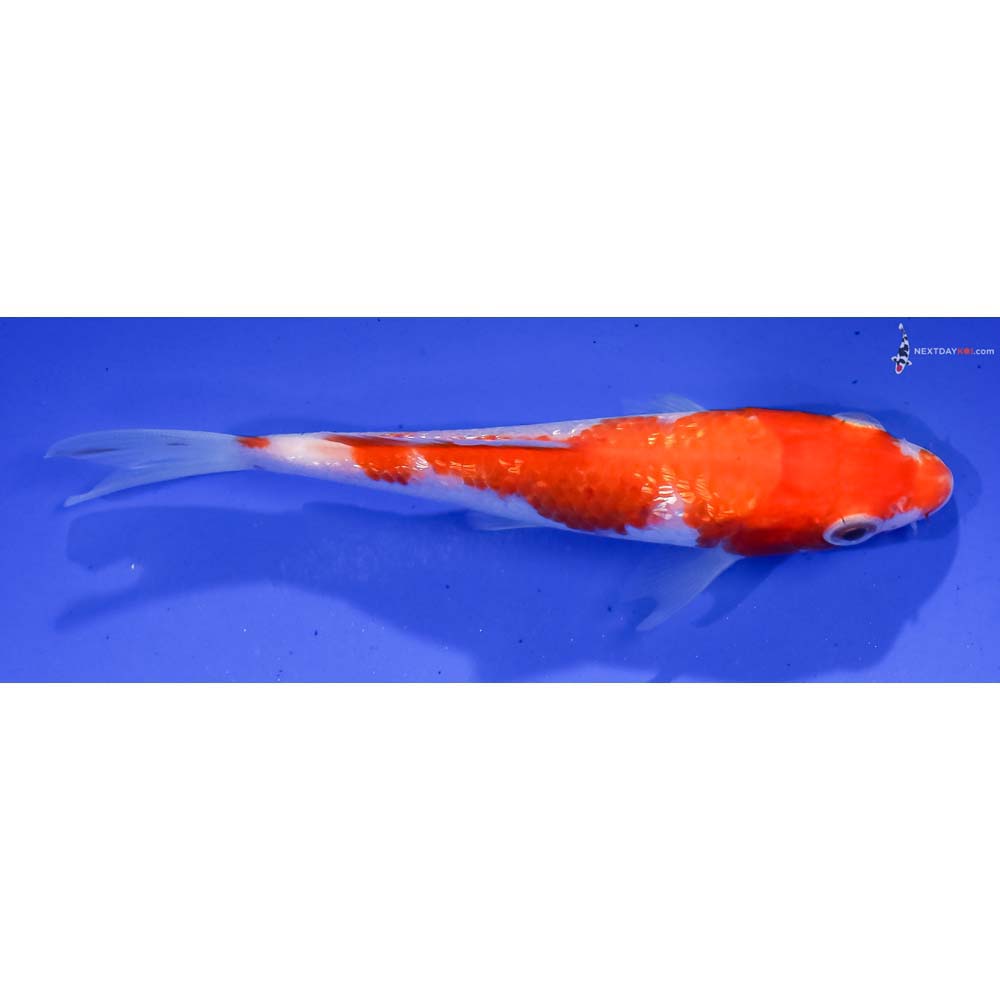 4.5” Imported Gin Rin Kohaku