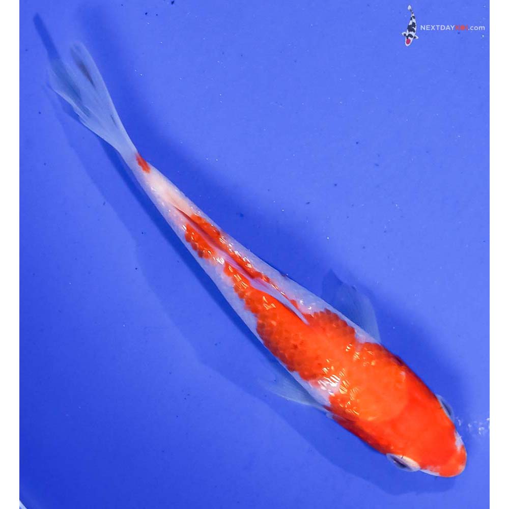 4.5” Imported Gin Rin Kohaku