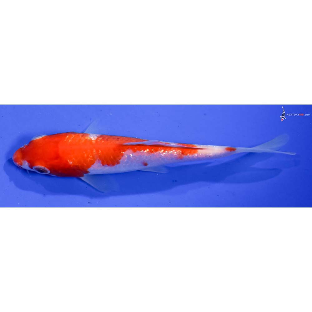 4.5” Imported Gin Rin Kohaku
