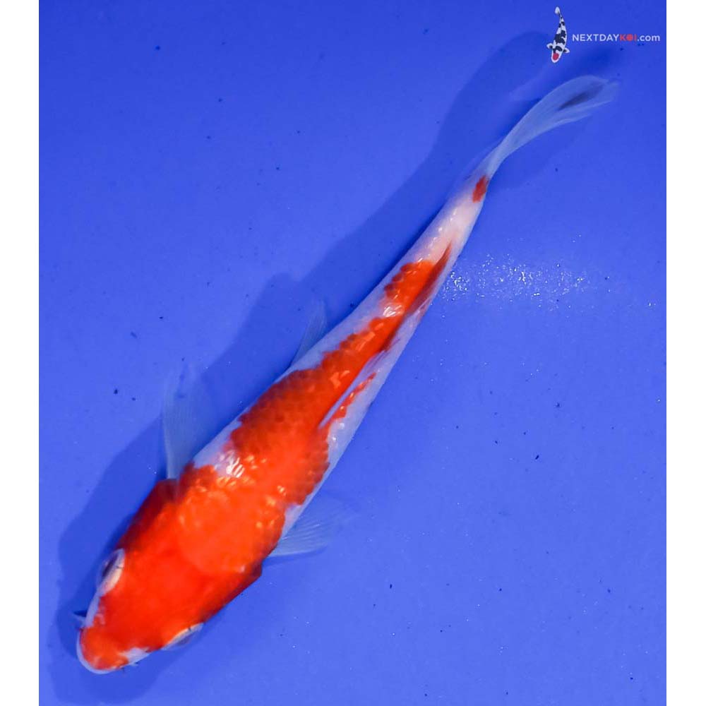 4.5” Imported Gin Rin Kohaku
