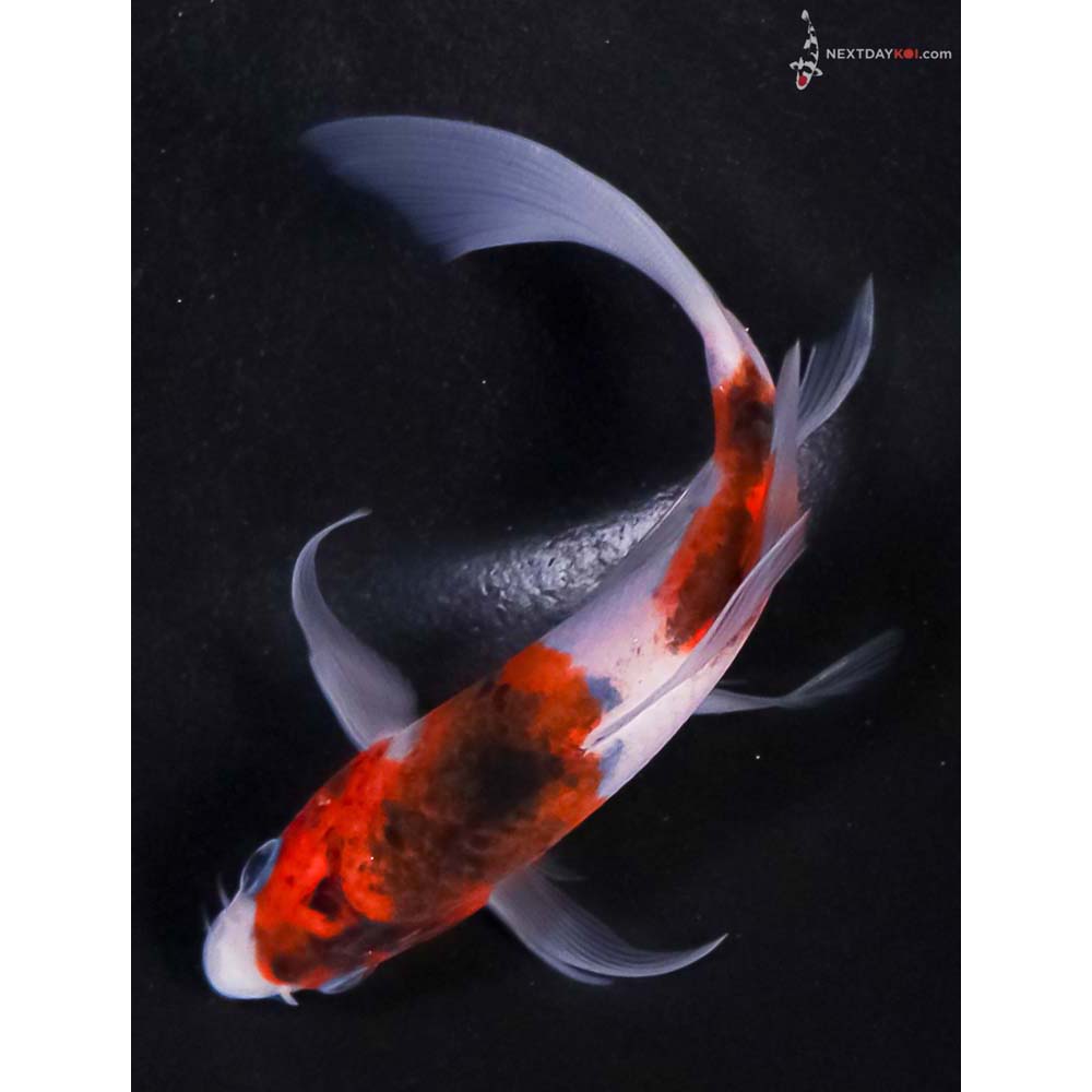 5.5” Imported Goromo Butterfly Koi