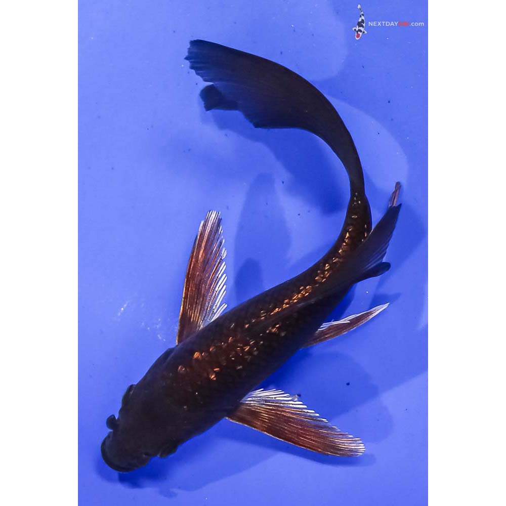 5.5” Imported Gin Rin Chagoi Butterfly Koi