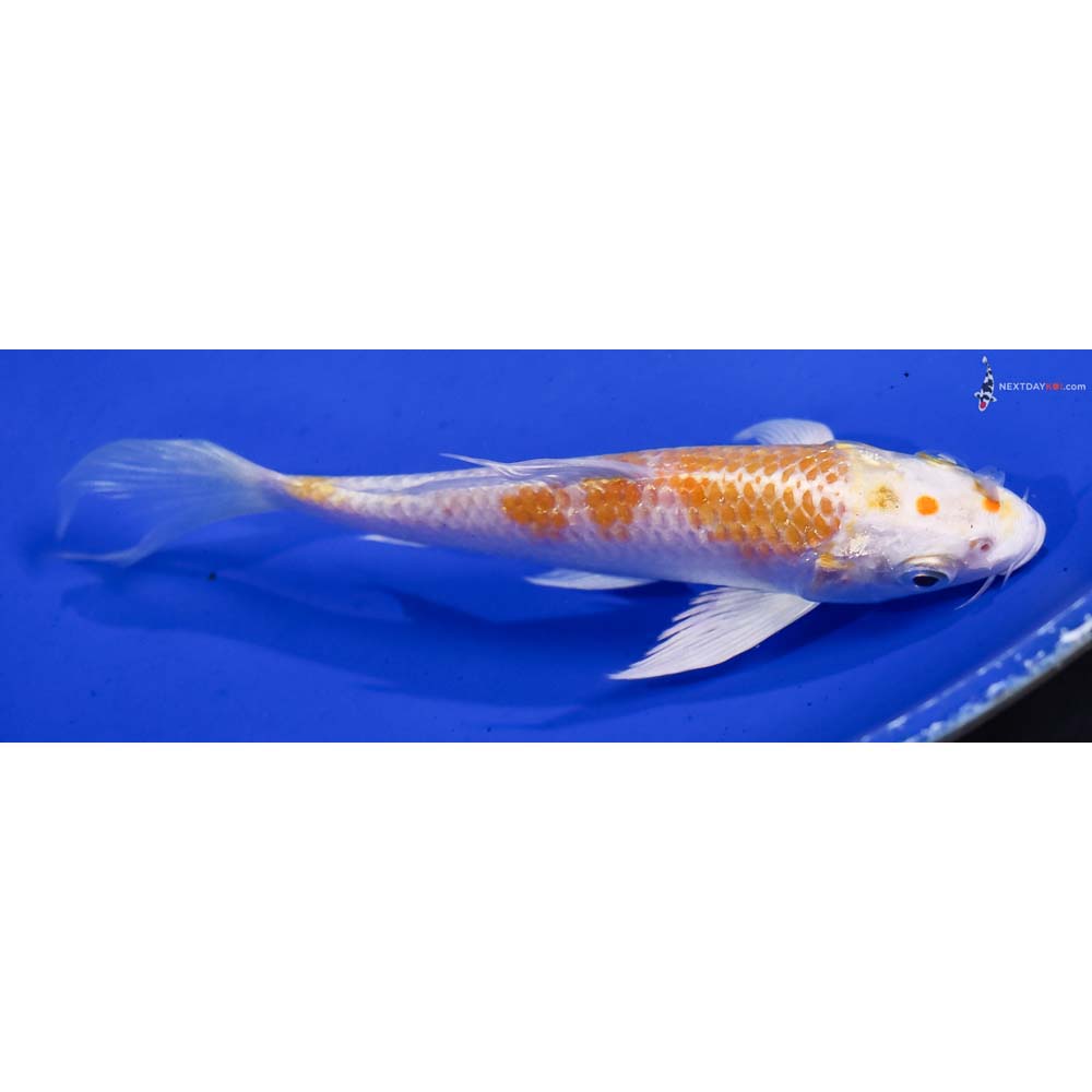 5.5” Imported Lemon Hariwake Butterfly Koi