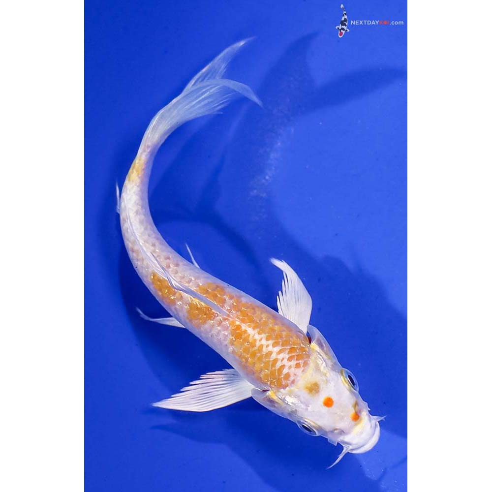 5.5” Imported Lemon Hariwake Butterfly Koi