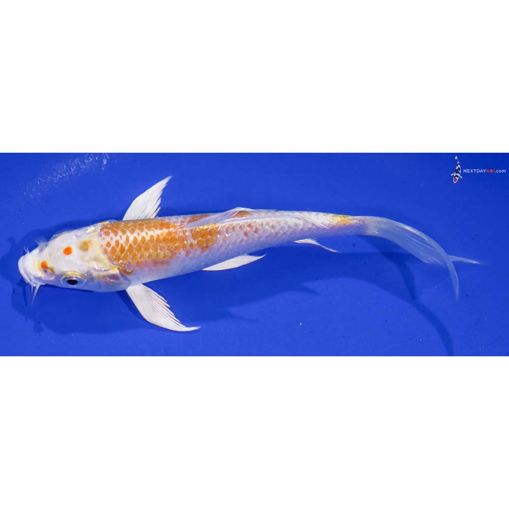 5.5” Imported Lemon Hariwake Butterfly Koi