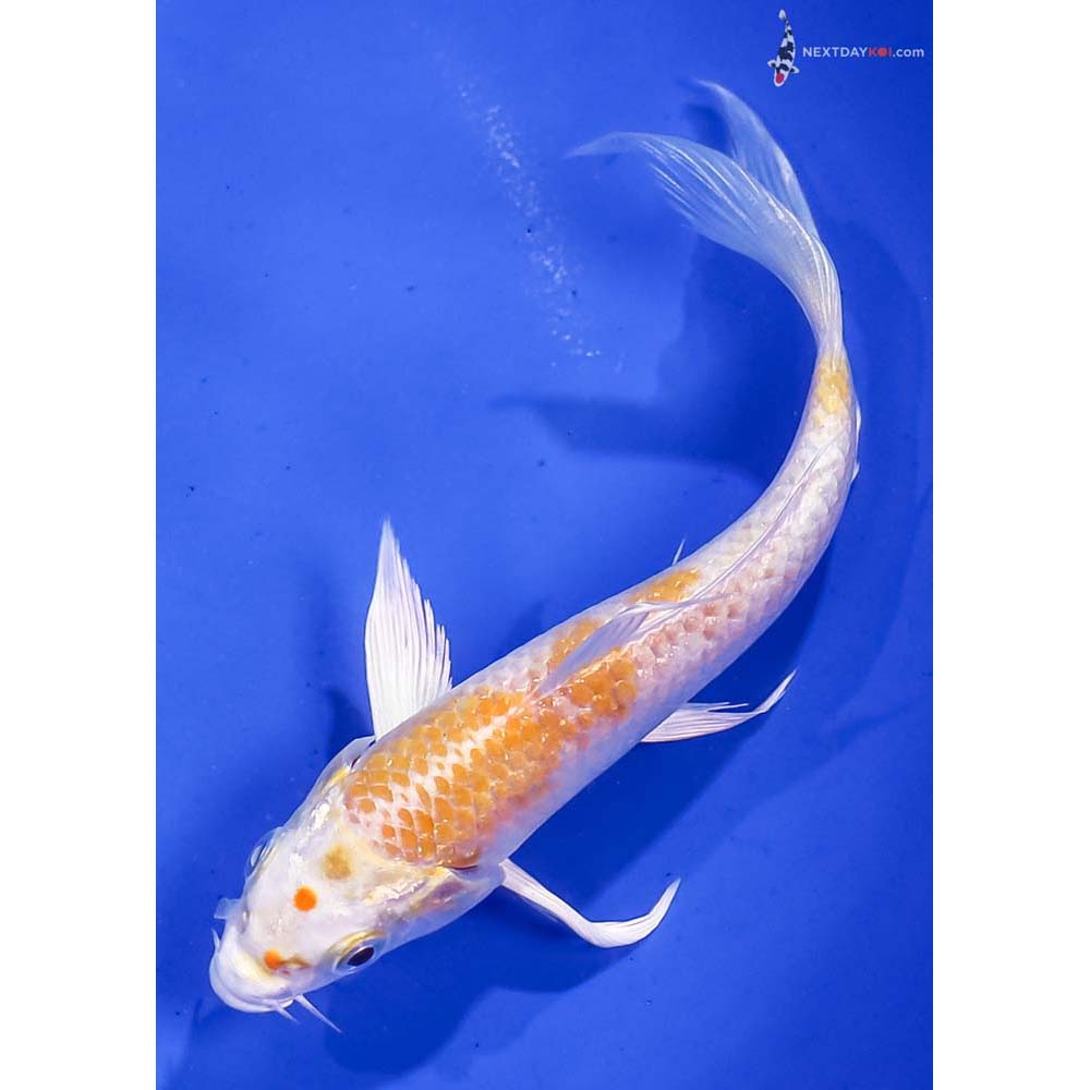 5.5” Imported Lemon Hariwake Butterfly Koi