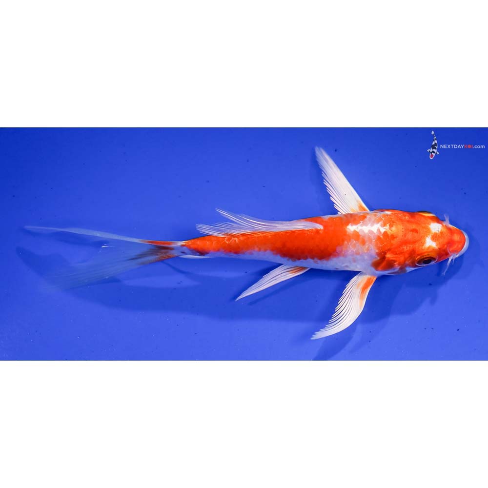 5.5” Imported Hariwake Butterfly Koi