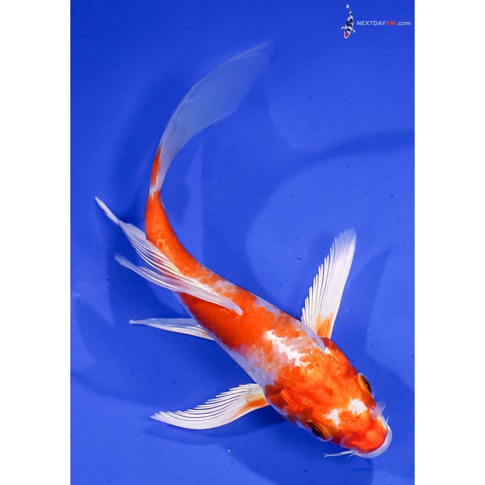 5.5” Imported Hariwake Butterfly Koi
