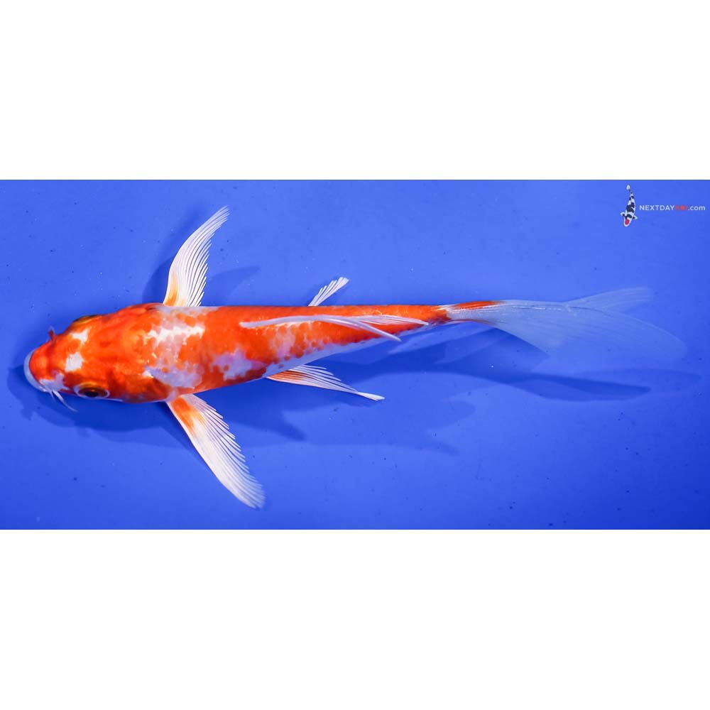 5.5” Imported Hariwake Butterfly Koi