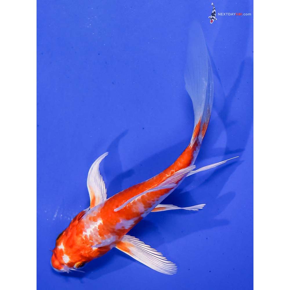 5.5” Imported Hariwake Butterfly Koi