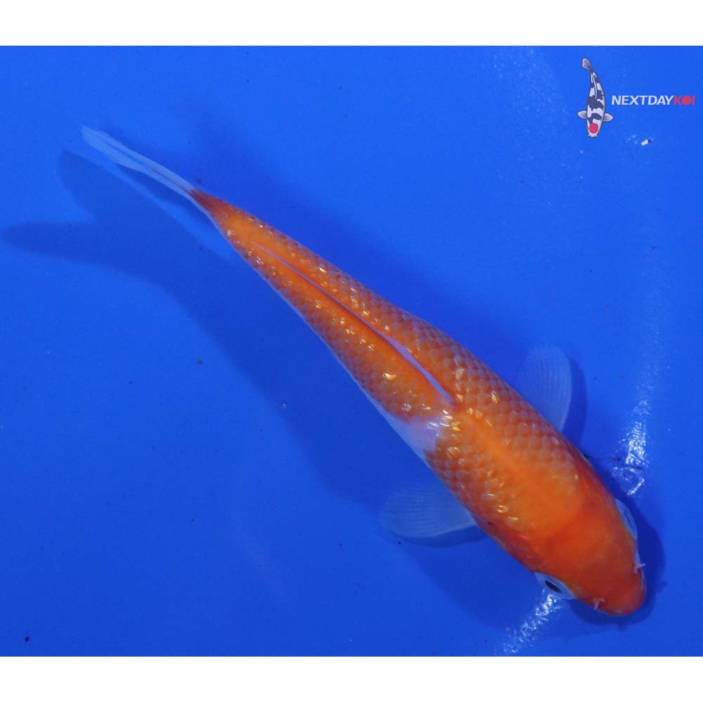 4” Imported Kohaku