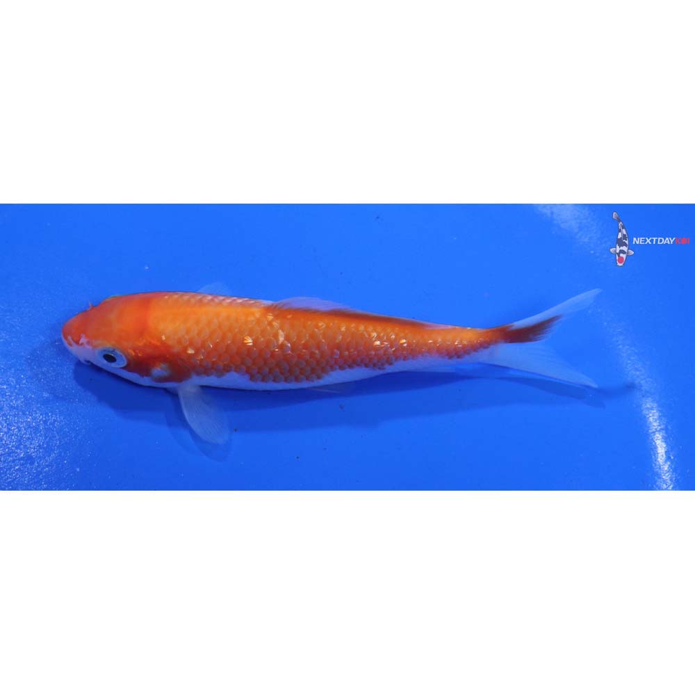 4” Imported Kohaku