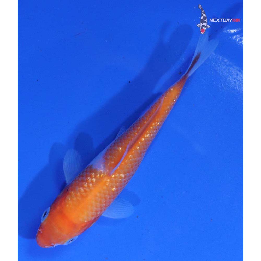 4” Imported Kohaku