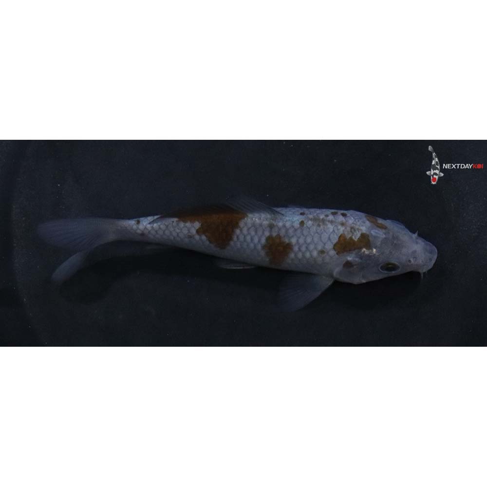 4” Imported Ochiba Shigure