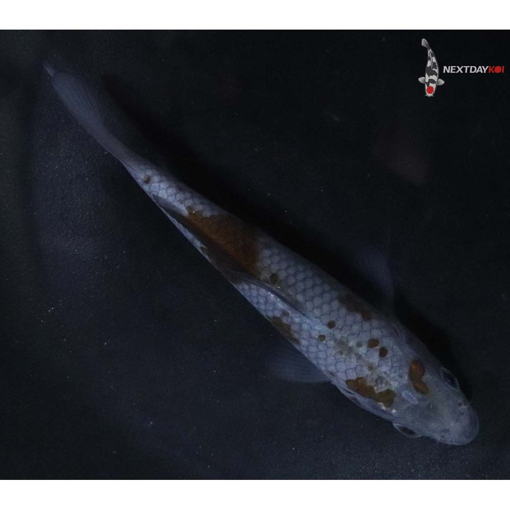 4” Imported Ochiba Shigure