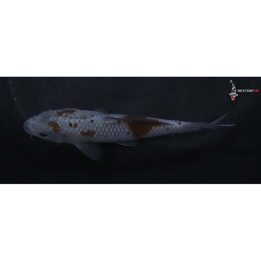 4” Imported Ochiba Shigure