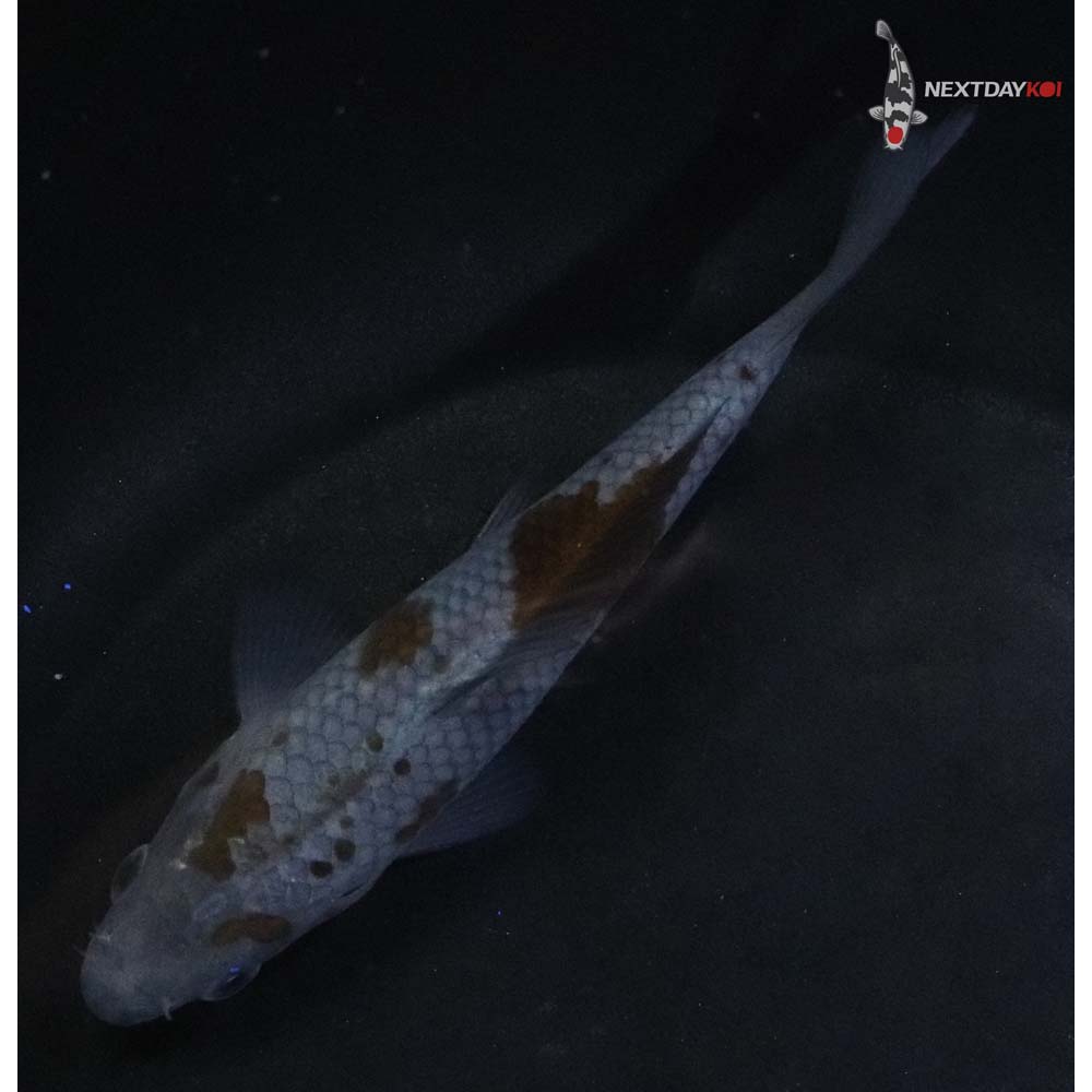 4” Imported Ochiba Shigure