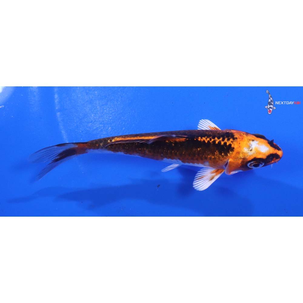 4.5” Imported Kujaku