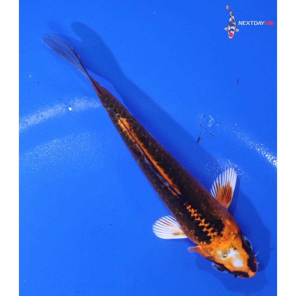 4.5” Imported Kujaku