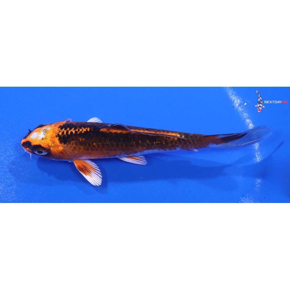 4.5” Imported Kujaku