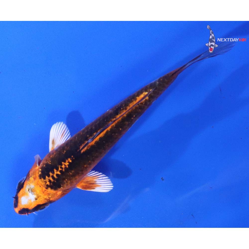 4.5” Imported Kujaku