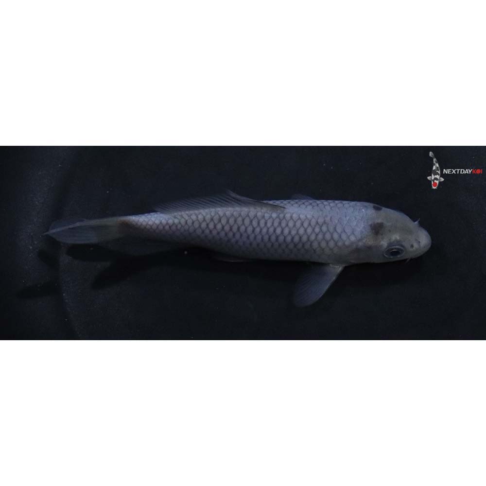 4.5” Imported Soragoi