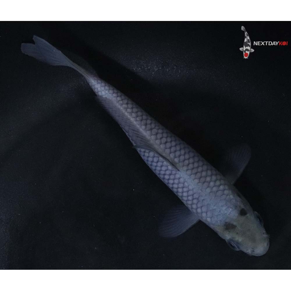 4.5” Imported Soragoi