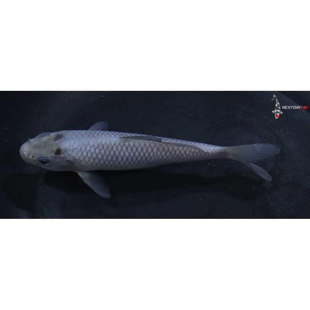 4.5” Imported Soragoi