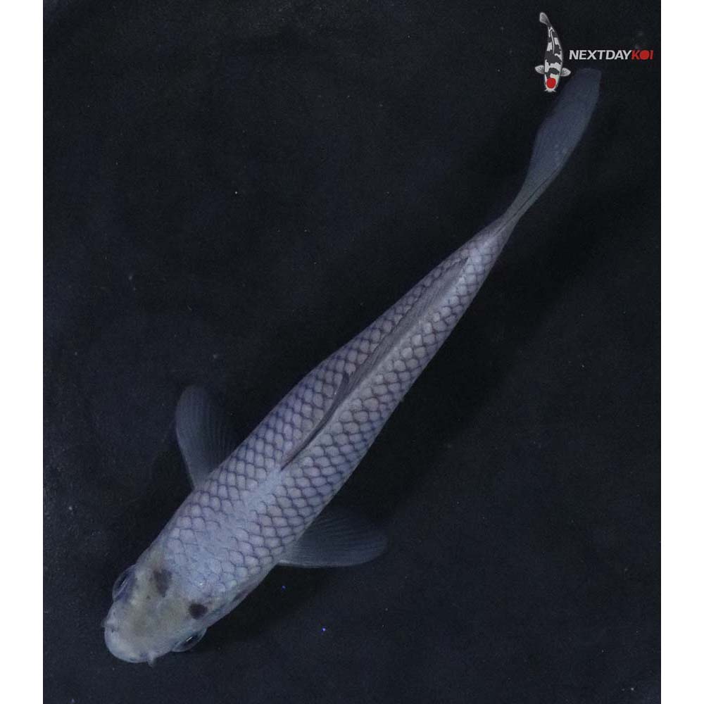 4.5” Imported Soragoi